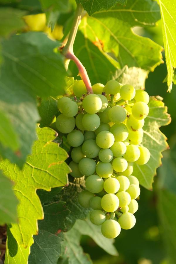 Tarantula Ranch Campground & Vineyard Near Death Valley National Park Amargosa Valley Esterno foto