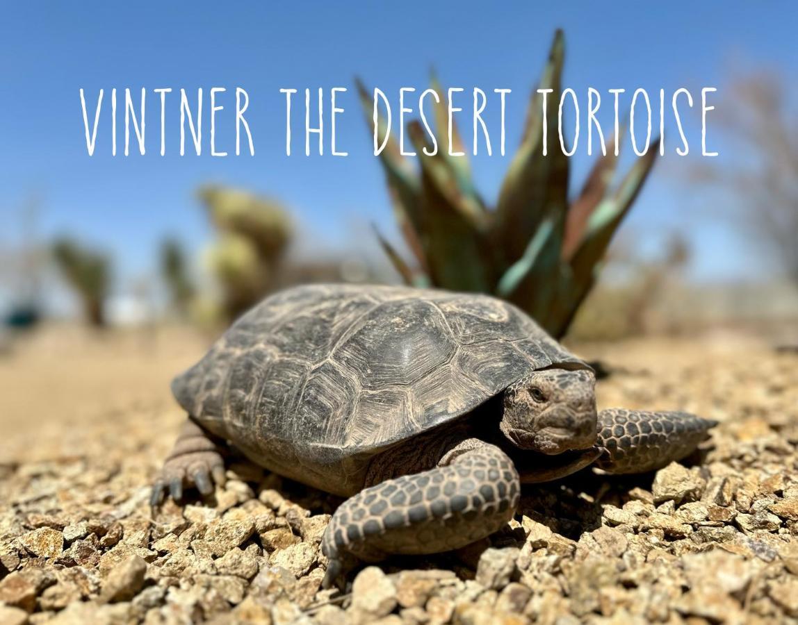 Tarantula Ranch Campground & Vineyard Near Death Valley National Park Amargosa Valley Esterno foto